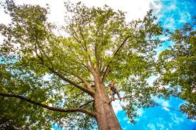 Best Lawn Grading and Leveling  in Lynbrook, NY