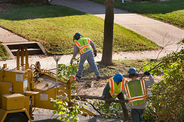  Lynbrook, NY Tree Removal Pros