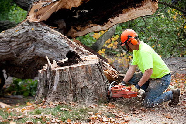 How Our Tree Care Process Works  in  Lynbrook, NY