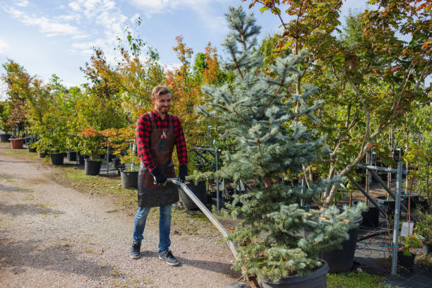 Best Root Management and Removal  in Lynbrook, NY