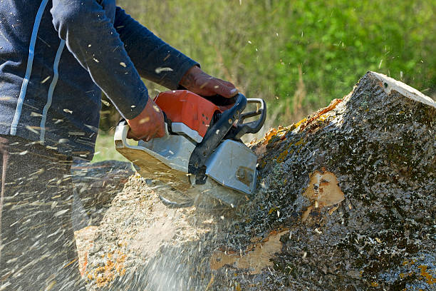 Best Tree Cabling and Bracing  in Lynbrook, NY