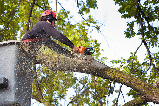 Best Grass Overseeding  in Lynbrook, NY