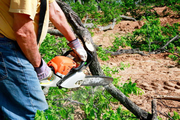 Best Lawn Disease Treatment  in Lynbrook, NY